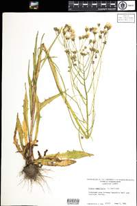 Crepis capillaris image