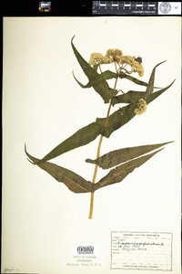 Eupatorium perfoliatum image