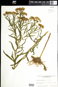 Euthamia graminifolia image