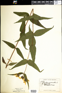 Helianthus divaricatus image