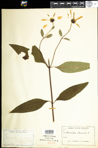 Helianthus strumosus image