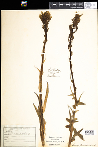 Lactuca canadensis image