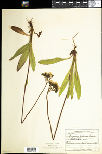 Hieracium caespitosum image