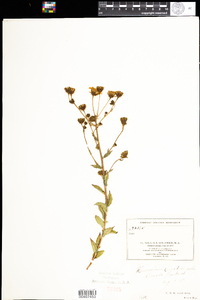 Hieracium umbellatum image