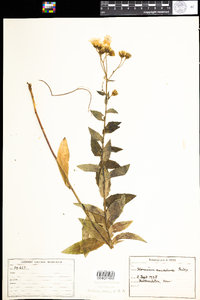 Hieracium umbellatum image