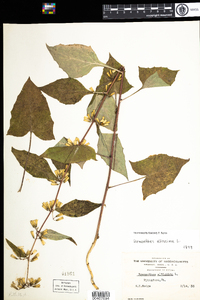 Prenanthes altissima image