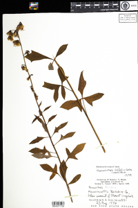 Prenanthes trifoliolata image