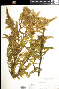 Solidago altissima image