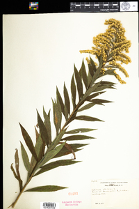 Solidago altissima image