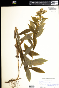 Solidago caesia image