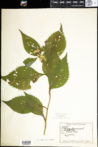 Solidago flexicaulis image