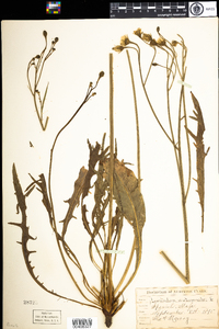 Leontodon autumnalis image