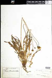 Leontodon autumnalis image