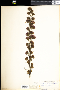 Liatris scariosa var. novae-angliae image