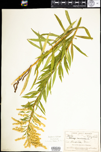 Solidago canadensis image