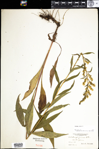 Solidago juncea image