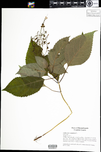 Collinsonia canadensis image