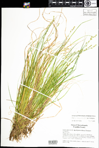 Carex canescens subsp. canescens image