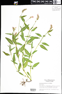 Polygonum pensylvanicum image