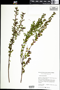 Lechea mucronata image