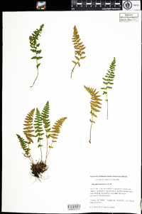 Woodsia ilvensis image