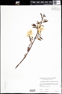 Image of Amelanchier laevis × spicata