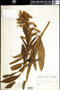 Solidago sempervirens image