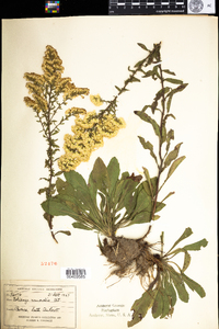 Solidago nemoralis image