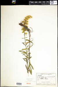 Solidago nemoralis image