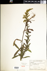 Solidago nemoralis image