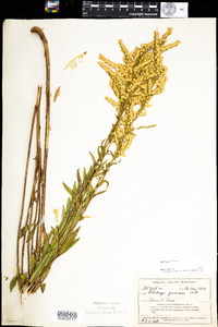 Solidago juncea image