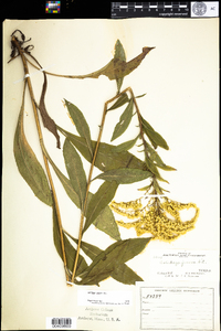 Solidago juncea image