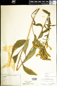 Solidago juncea image