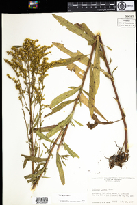 Solidago juncea image