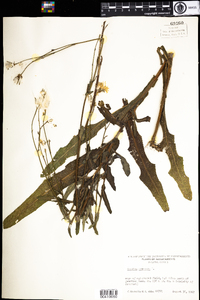 Sonchus arvensis image