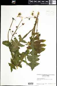 Sonchus oleraceus image