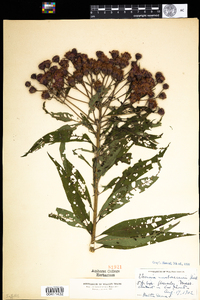 Vernonia noveboracensis image