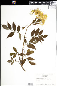 Sambucus nigra ssp. canadensis image