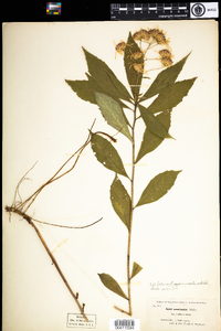 Oclemena acuminata image