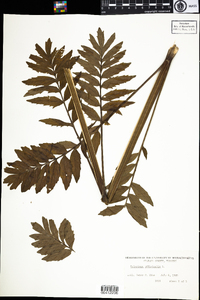 Valeriana officinalis image