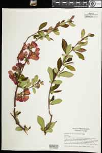 Chaenomeles speciosa image