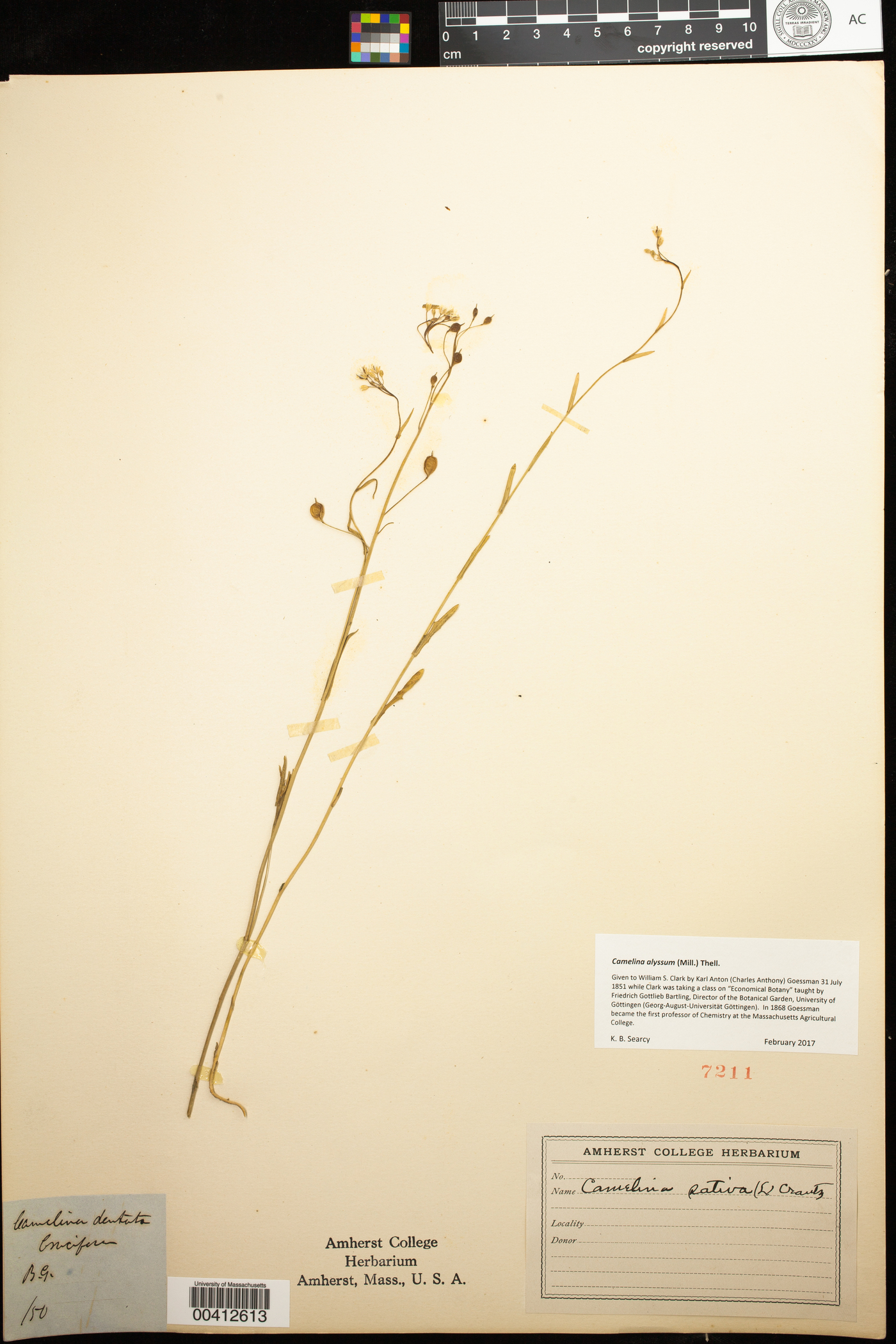 Camelina sativa ssp. alyssum image
