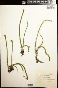 Lycopodiella ×copelandii image