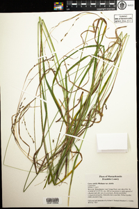 Carex debilis var. rudgei image