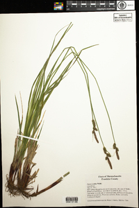 Carex vestita image