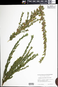 Lespedeza cuneata image