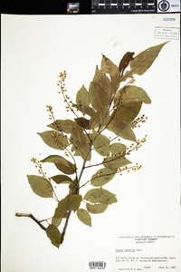 Prunus serotina image