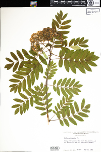 Sorbus aucuparia image