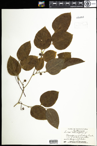 Smilax rotundifolia image