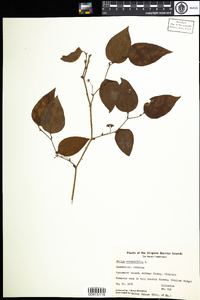 Smilax rotundifolia image